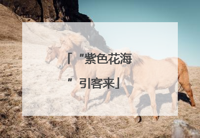 “紫色花海”引客来