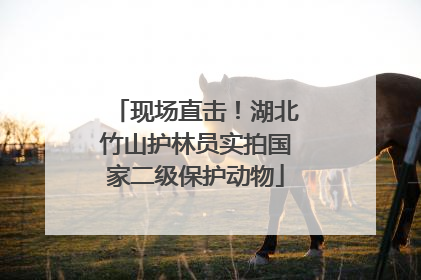 现场直击！湖北竹山护林员实拍国家二级保护动物