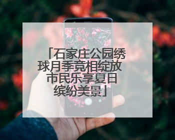 石家庄公园绣球月季竞相绽放 市民乐享夏日缤纷美景