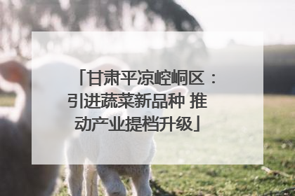 甘肃平凉崆峒区：引进蔬菜新品种 推动产业提档升级