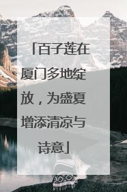 百子莲在厦门多地绽放，为盛夏增添清凉与诗意