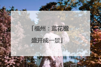 福州：蓝花楹盛开成一景