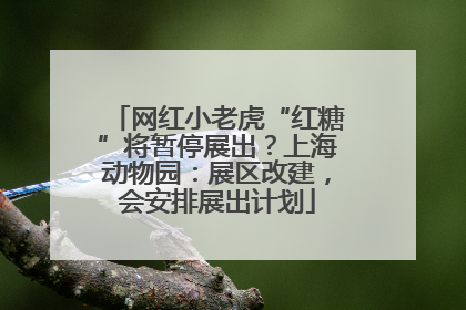 网红小老虎“红糖”将暂停展出？上海动物园：展区改建，会安排展出计划