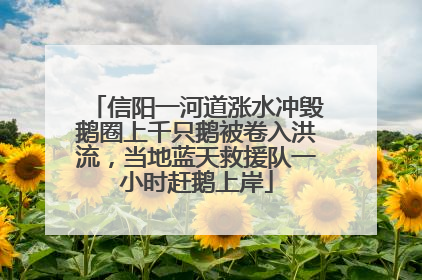信阳一河道涨水冲毁鹅圈上千只鹅被卷入洪流，当地蓝天救援队一小时赶鹅上岸