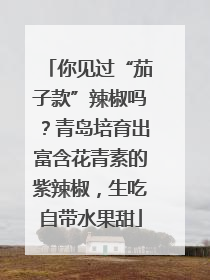 你见过“茄子款”辣椒吗？青岛培育出富含花青素的紫辣椒，生吃自带水果甜
