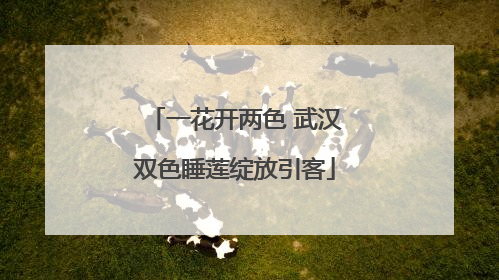 一花开两色 武汉双色睡莲绽放引客