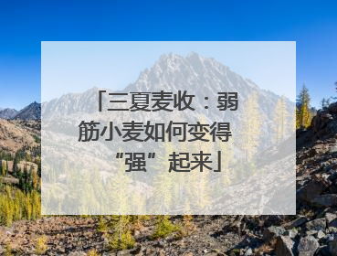 三夏麦收：弱筋小麦如何变得“强”起来