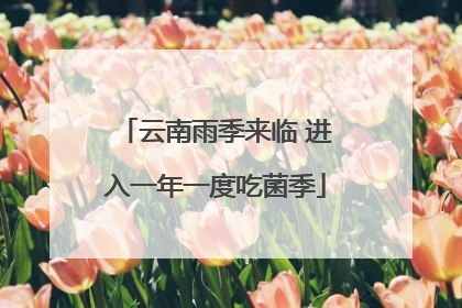 云南雨季来临 进入一年一度吃菌季