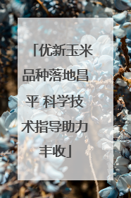 优新玉米品种落地昌平 科学技术指导助力丰收