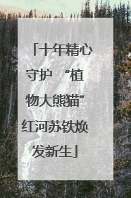 十年精心守护 “植物大熊猫”红河苏铁焕发新生