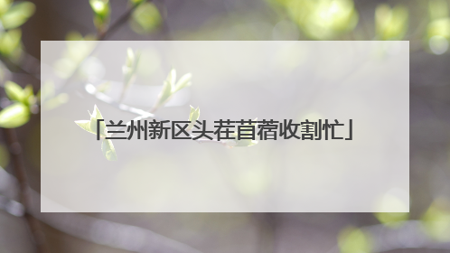 兰州新区头茬苜蓿收割忙