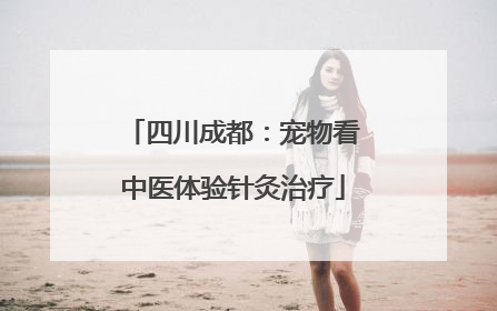 四川成都：宠物看中医体验针灸治疗