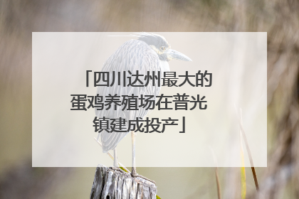 四川达州最大的蛋鸡养殖场在普光镇建成投产