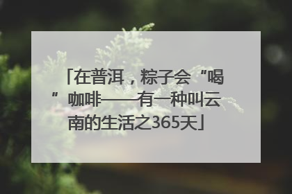在普洱，粽子会“喝”咖啡——有一种叫云南的生活之365天