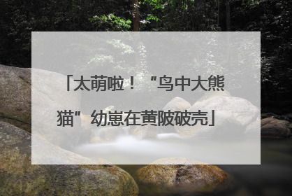 太萌啦！“鸟中大熊猫”幼崽在黄陂破壳