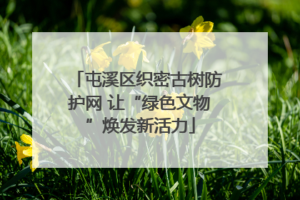 屯溪区织密古树防护网 让“绿色文物”焕发新活力