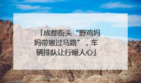 成都街头“野鸡妈妈带崽过马路”，车辆排队让行暖人心