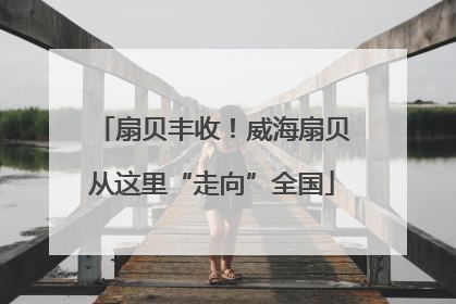 扇贝丰收！威海扇贝从这里“走向”全国