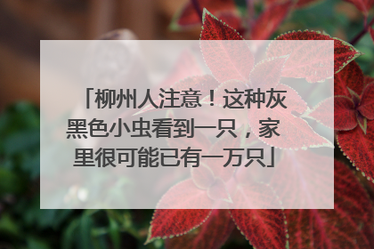 柳州人注意！这种灰黑色小虫看到一只，家里很可能已有一万只