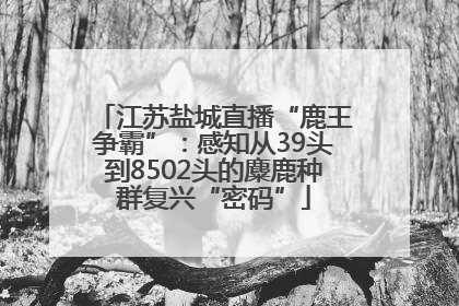 江苏盐城直播“鹿王争霸”：感知从39头到8502头的麋鹿种群复兴“密码”