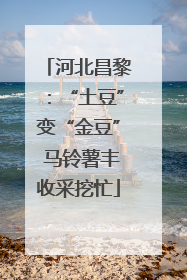 河北昌黎：“土豆”变“金豆” 马铃薯丰收采挖忙