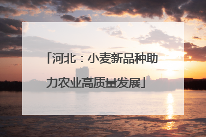 河北：小麦新品种助力农业高质量发展