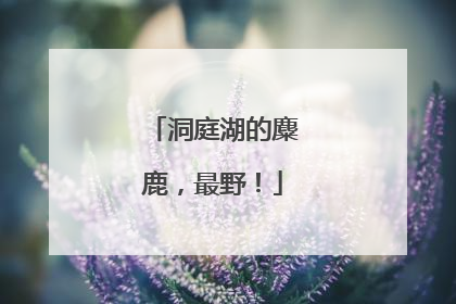 洞庭湖的麋鹿，最野！