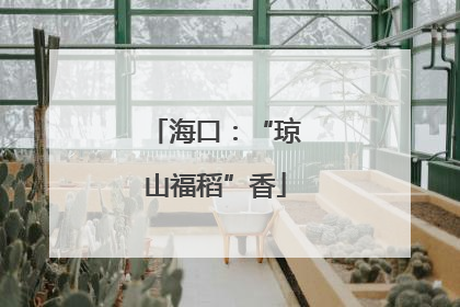 海口：“琼山福稻”香