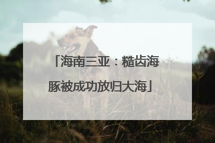 海南三亚：糙齿海豚被成功放归大海