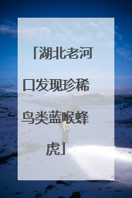 湖北老河口发现珍稀鸟类蓝喉蜂虎