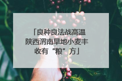 良种良法战高温 陕西渭南旱地小麦丰收有“粮”方