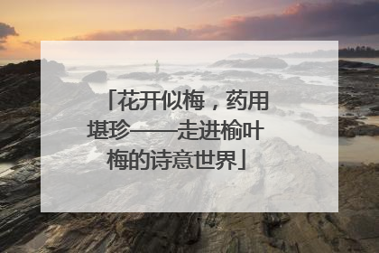 花开似梅，药用堪珍——走进榆叶梅的诗意世界
