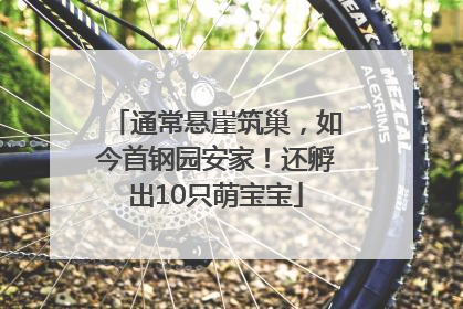 通常悬崖筑巢，如今首钢园安家！还孵出10只萌宝宝