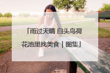 雨过天晴 白头鸟荷花池里找美食｜图集
