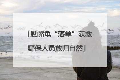 鹰嘴龟“落单”获救 野保人员放归自然
